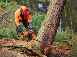 Reliable Newfoundland, NJ Tree Services Solutions
