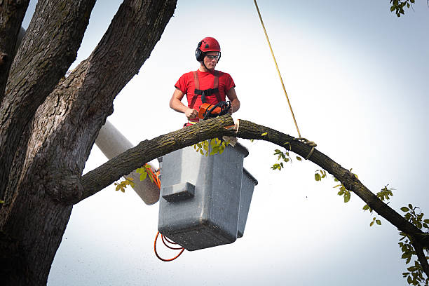 How Our Tree Care Process Works  in  Newfoundland, NJ